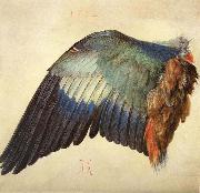 Albrecht Durer Wing of a Blue Roller USA oil painting artist